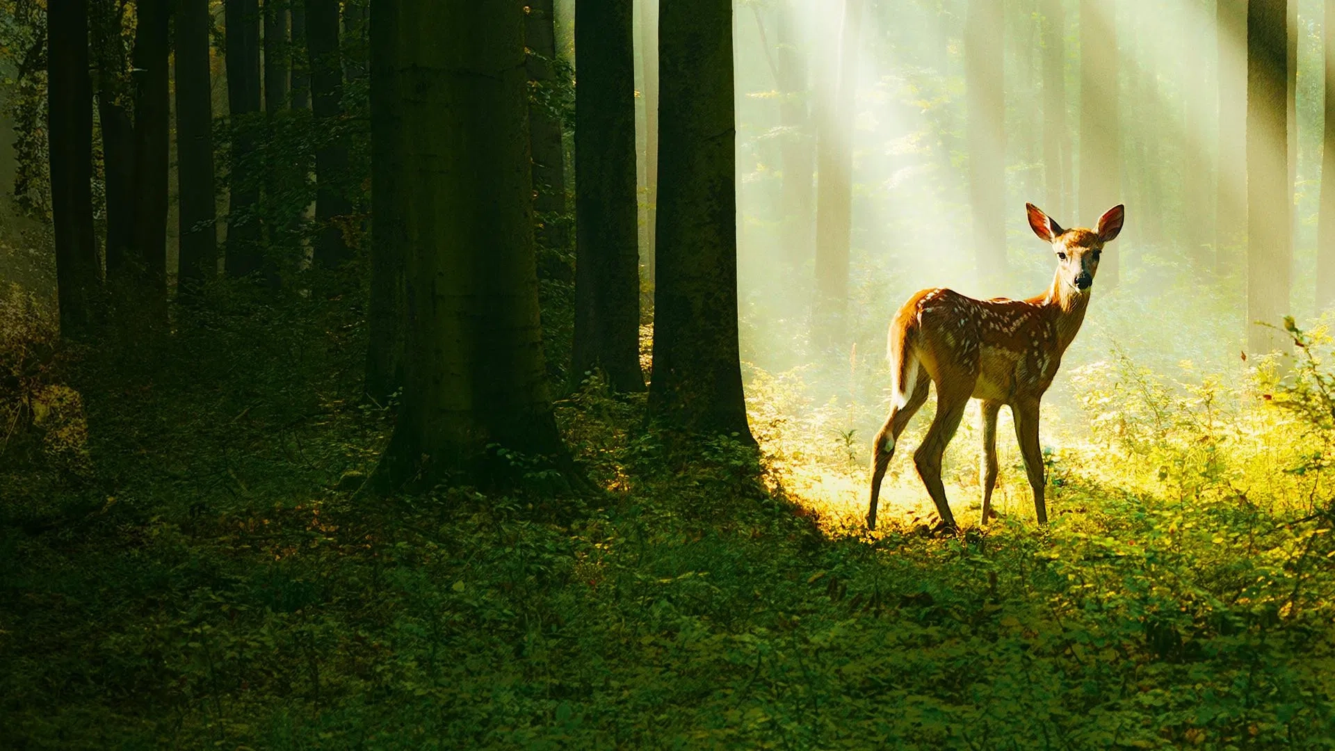 ბემბი: ტყის ცხოვრების ამბავი - Bambi: A Tale of Life in the Woods