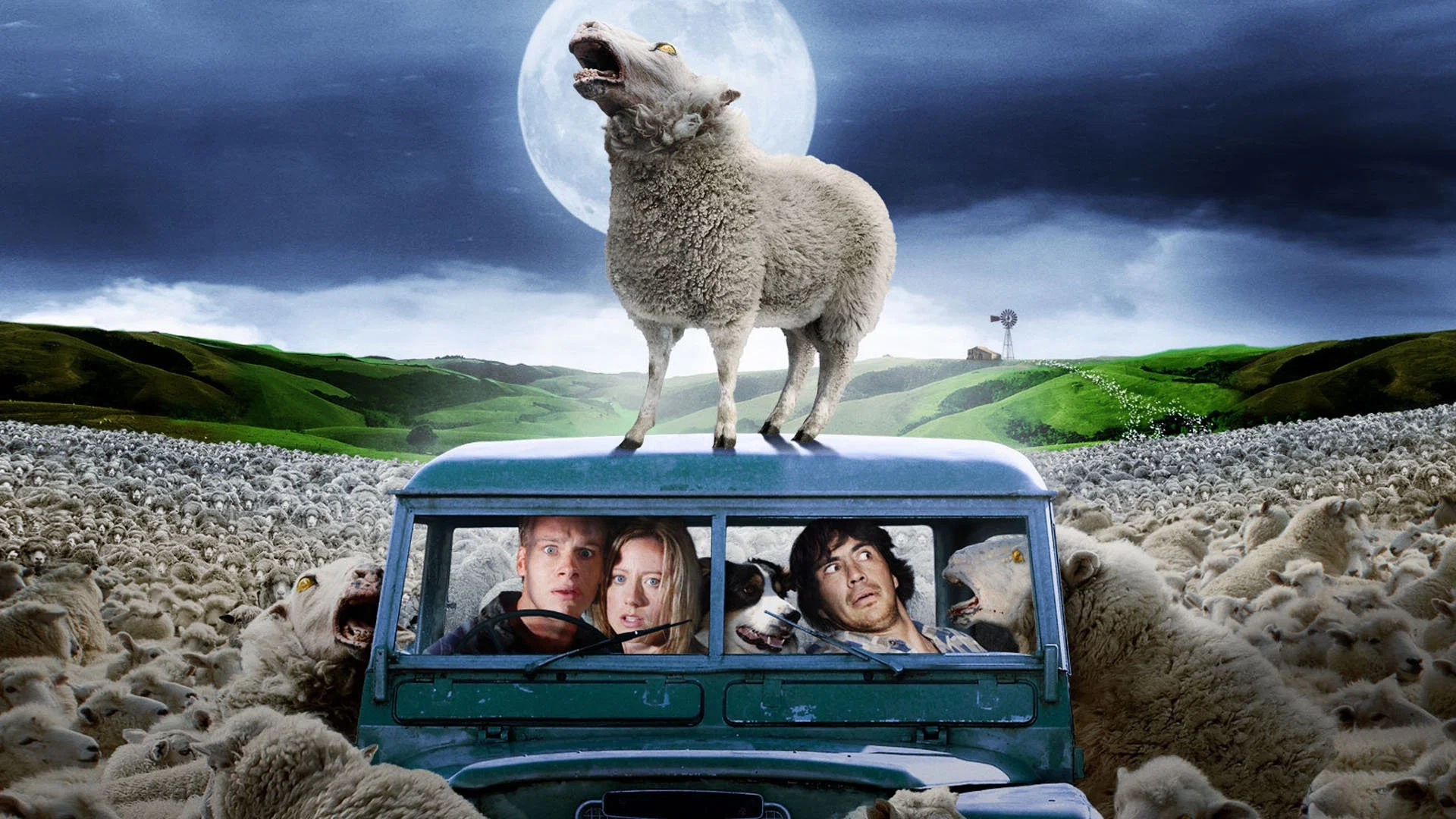 შავი ცხვარი - Black Sheep