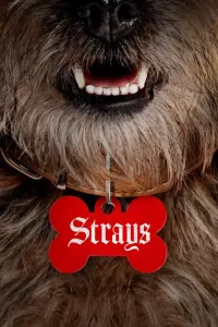 ქუჩის ძაღლები | Strays