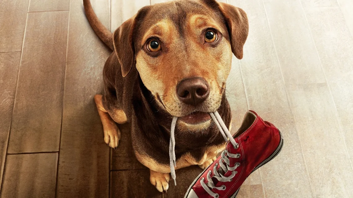 ძაღლის გზა შინისაკენ ქართულად | A Dog's Way Home Qartulad
